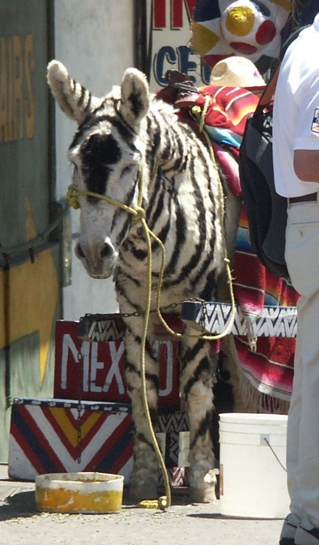 A Tijuana zebra