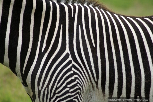Close-up of a zebra's stripes