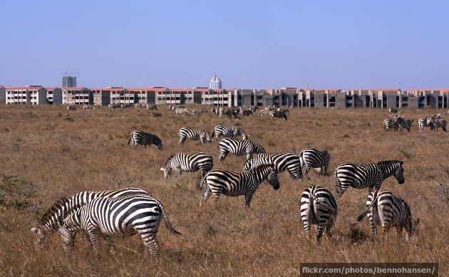 Zebras grazing outside Nairobi, Kenya