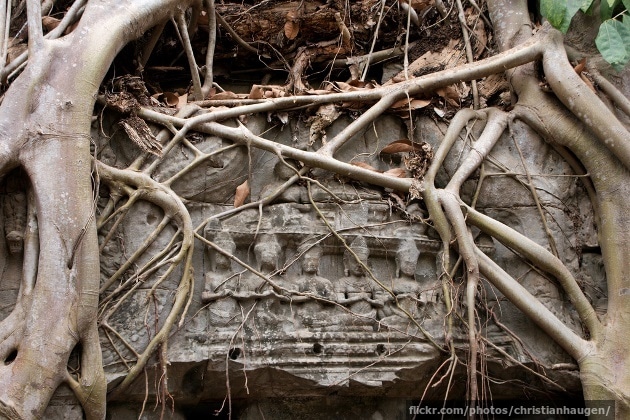 Trees growing out of the ruins