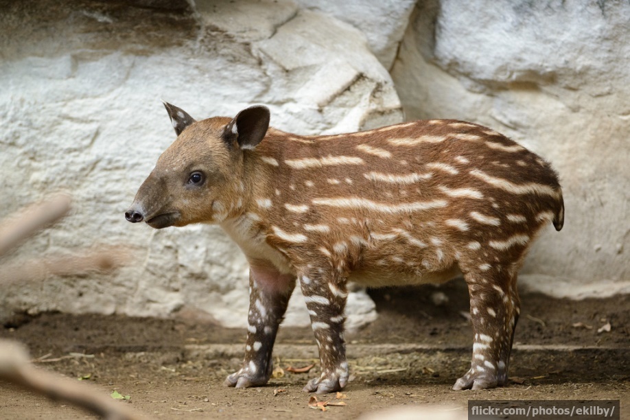 A baby tapir