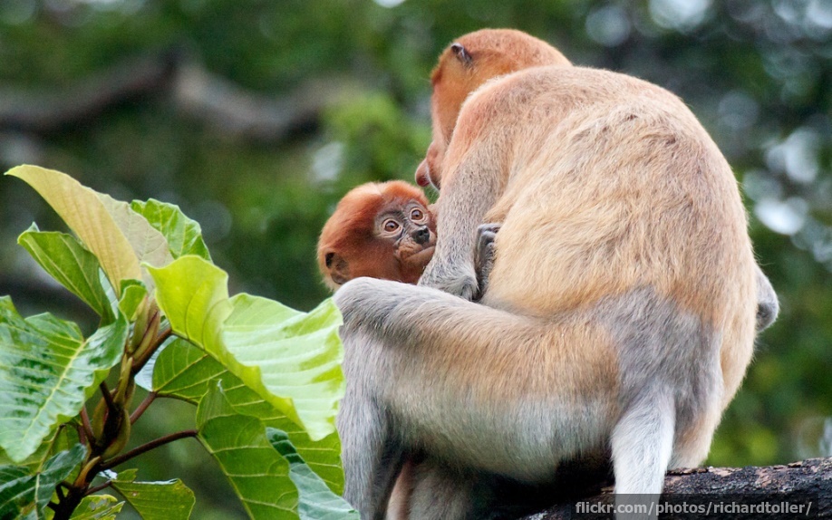 A baby proboscis monkey and its mother