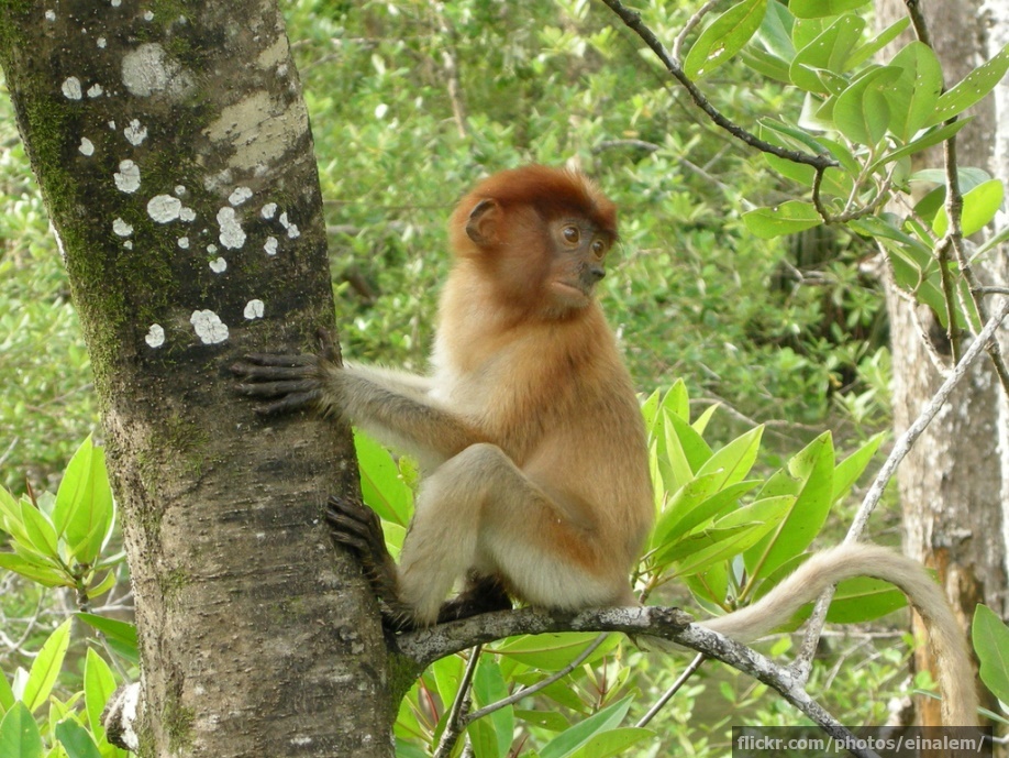 A baby proboscis monkey
