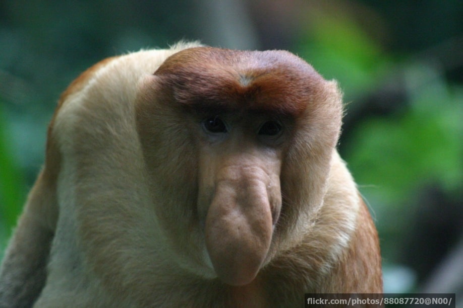 An adult proboscis monkey
