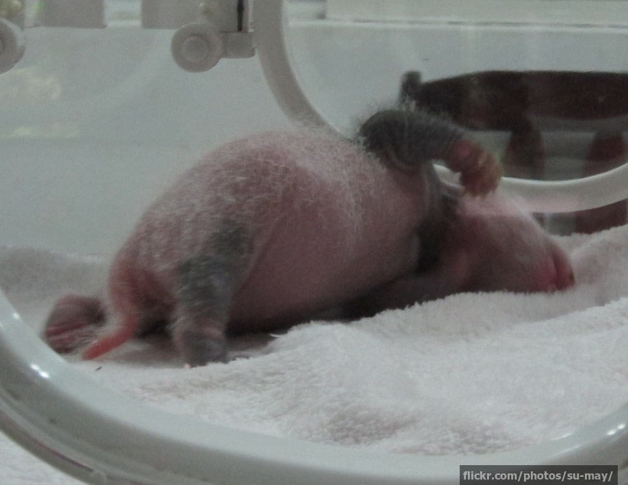 A newborn panda
