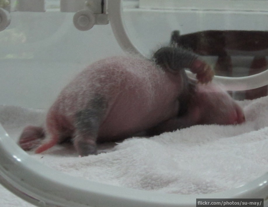 Baby animals who look nothing like their parents | InsureandGo Baby animals who look nothing like their parents | InsureandGo