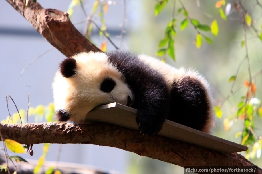 A panda cub