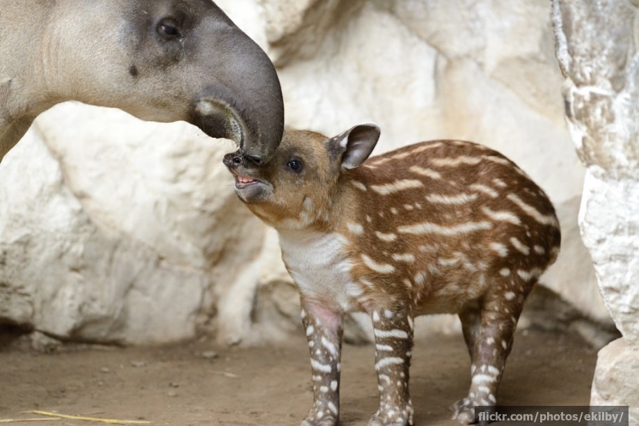 A baby tapir with its mother