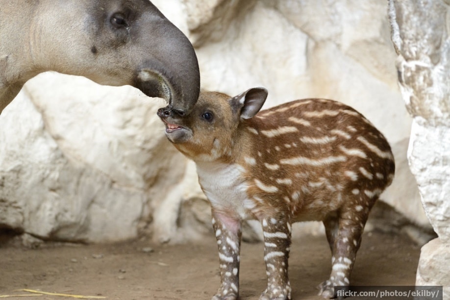 Baby animals who look nothing like their parents | InsureandGo Baby animals who look nothing like their parents | InsureandGo
