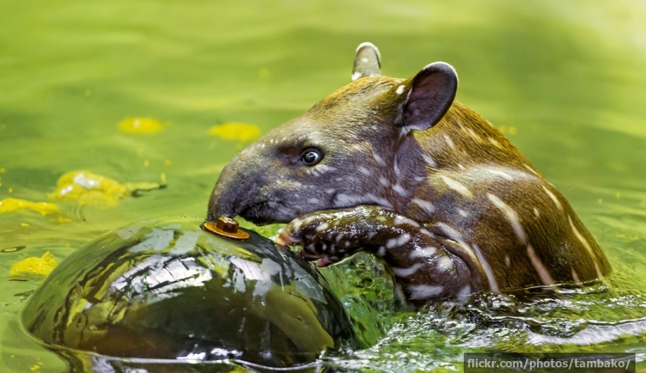 A baby tapir playing with a ball