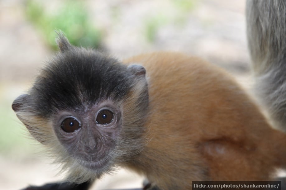 A baby silvery langur