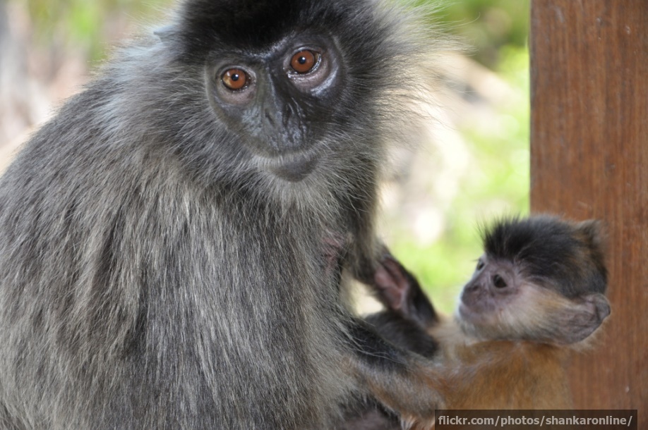 A baby silvery langur and its mother