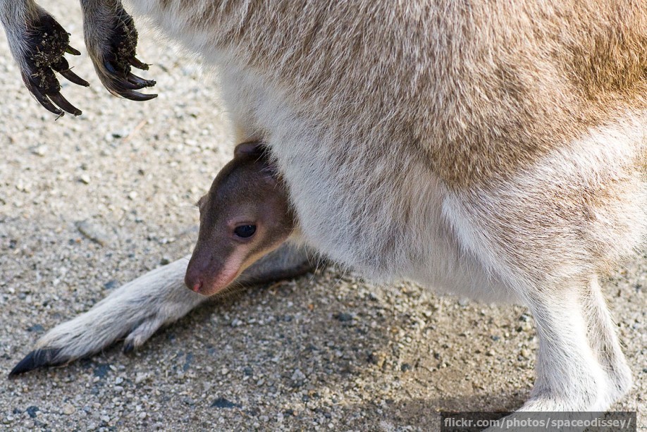 A joey poking its head out of the pouch