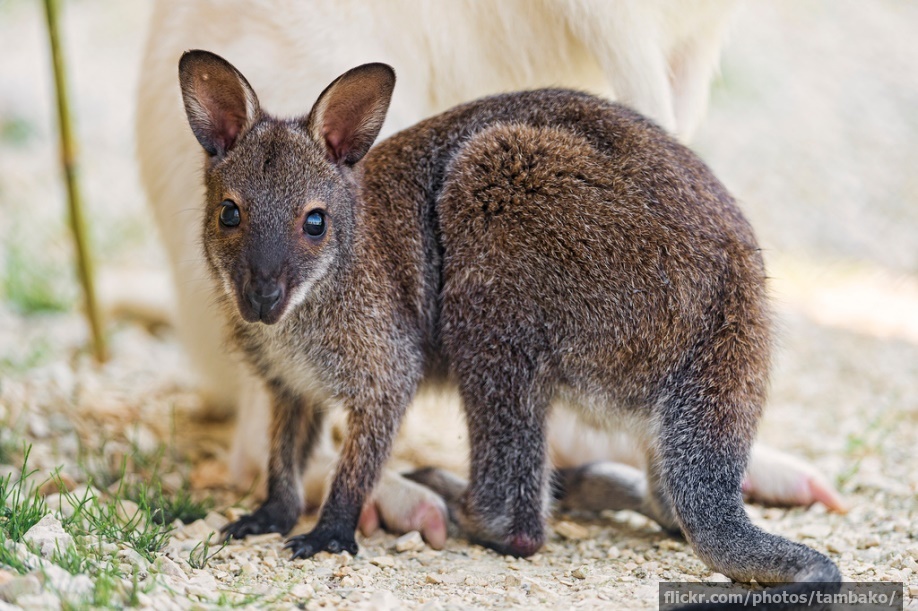 Baby animals who look nothing like their parents | InsureandGo Baby animals who look nothing like their parents | InsureandGo