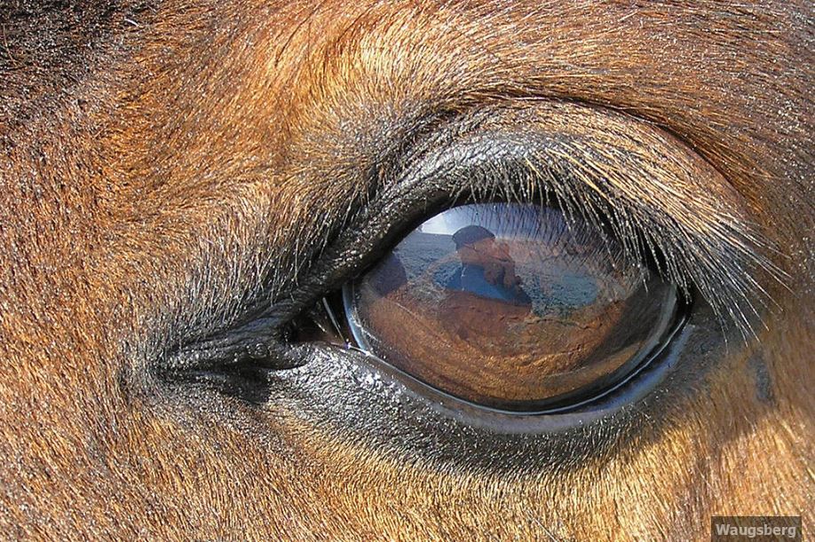 Horse's eye