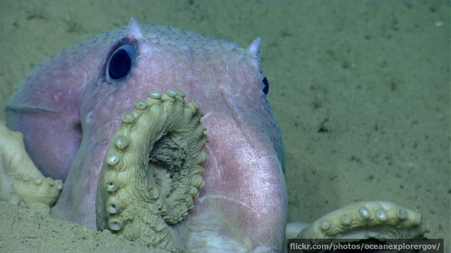 Octopus