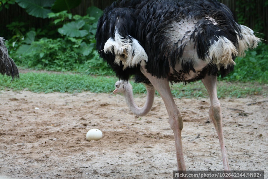 An ostrich and its egg
