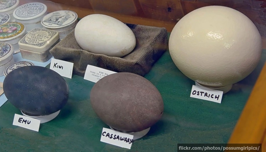 Different eggs on display