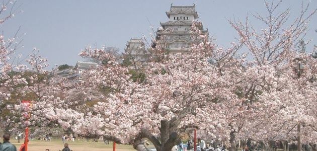 Hanami: Japan’s springtime cherry blossom festival