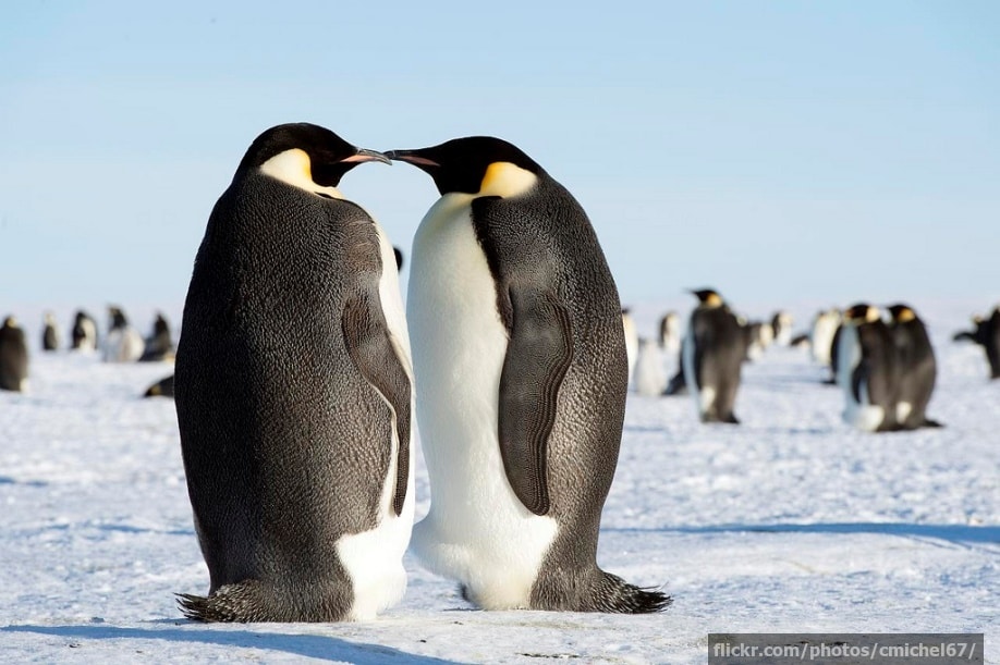 Penguins kissing