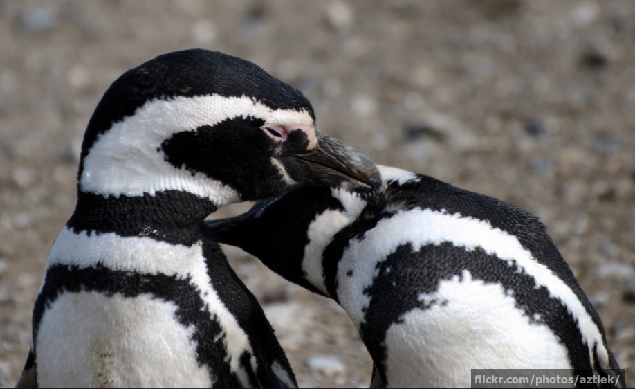 Penguins nuzzling