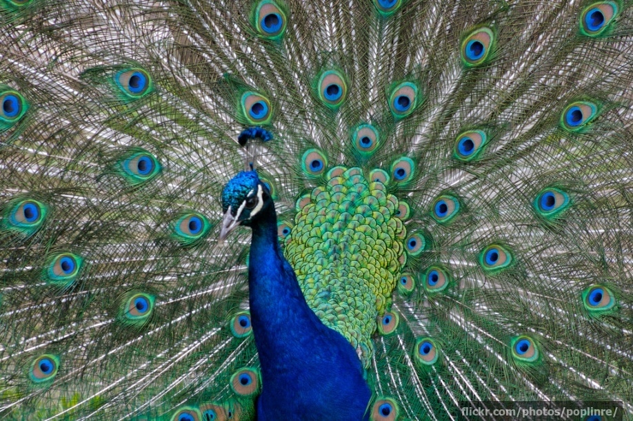 Peacock displaying his feathers