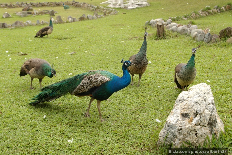 A peacocks amongst his admirers