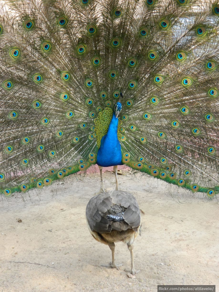 A peacocks trying to woo a hen