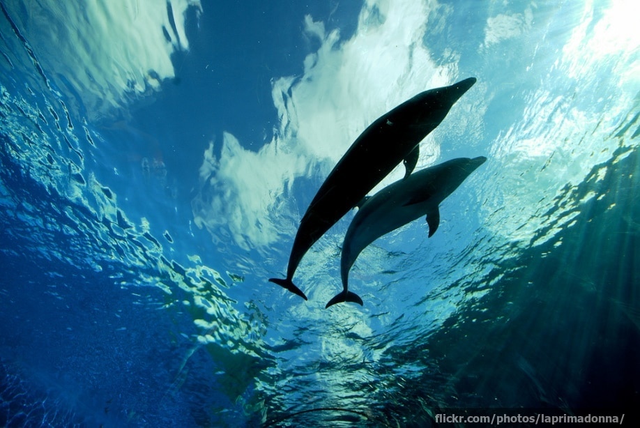 Dolphins swimming together