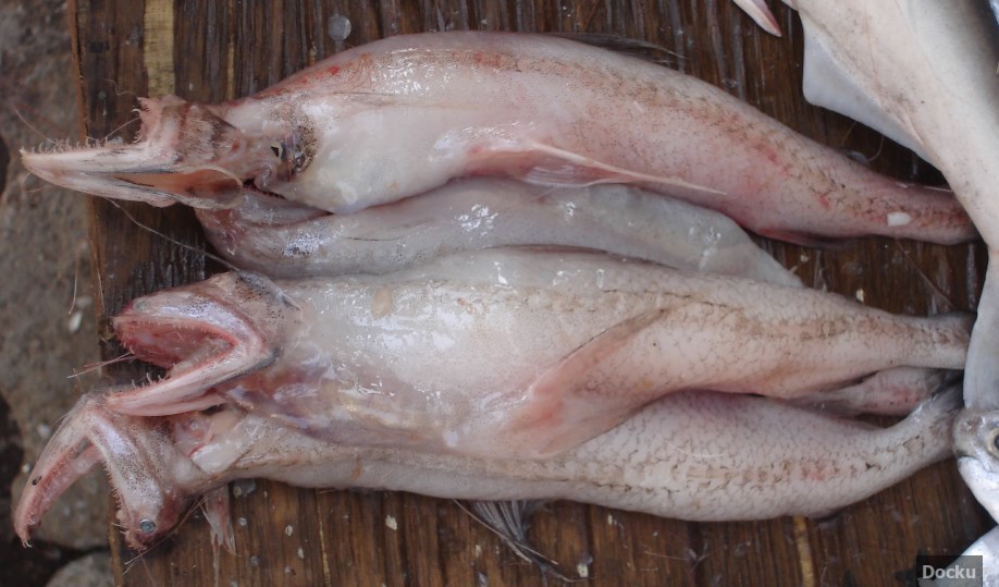 Bombay duck