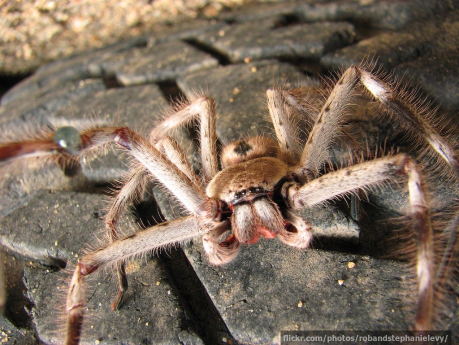 Giant huntsman spider