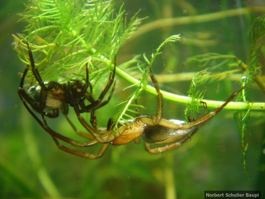 Diving bell spiders