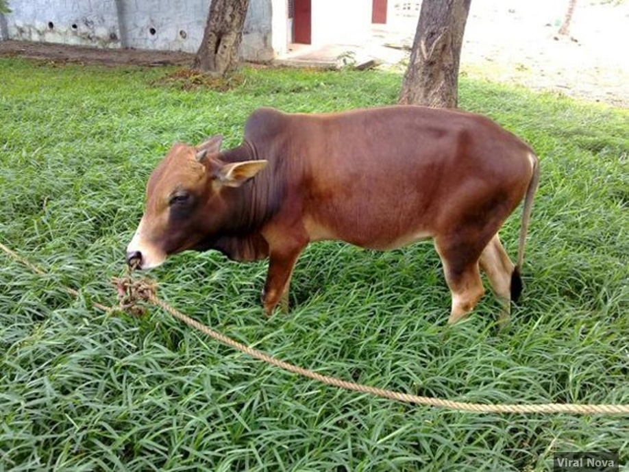 Vechur cow