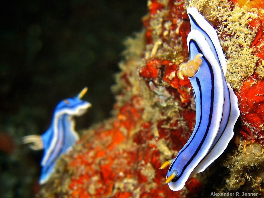 A colourful pair of nudibranchs from Puerto Galera, the Philippines