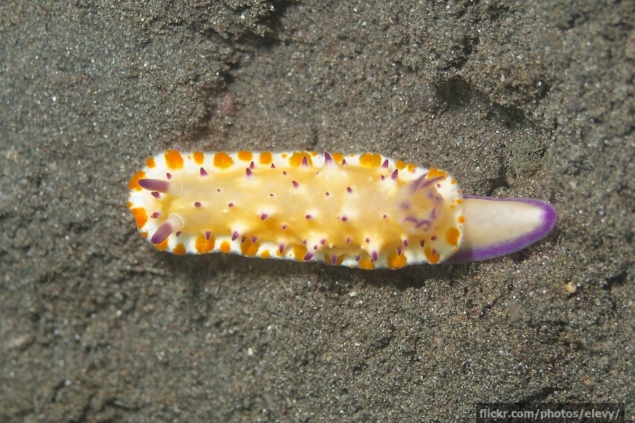Another nudibranch - this time in purple and yellow