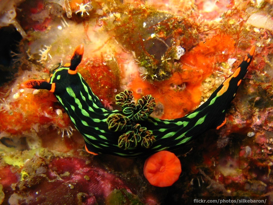 Another pretty nudibranch