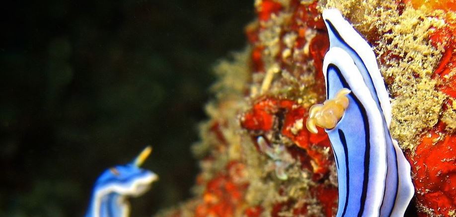 Nudibranchs: Delightful little slugs that live underwater
