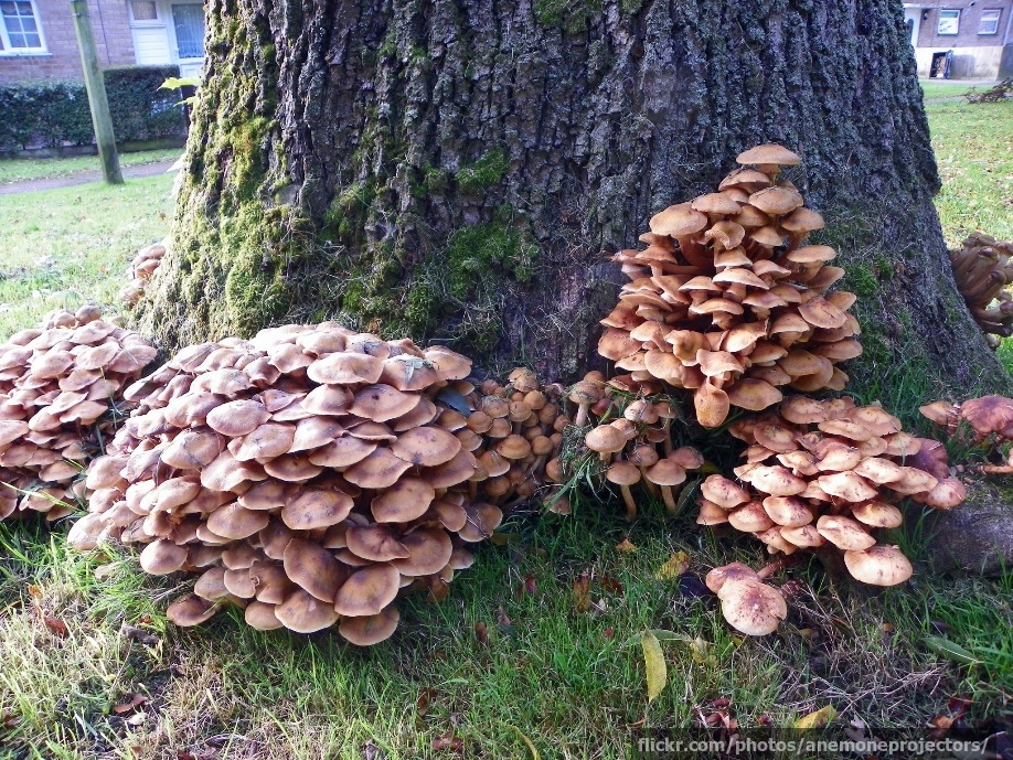 Armillaria mushrooms