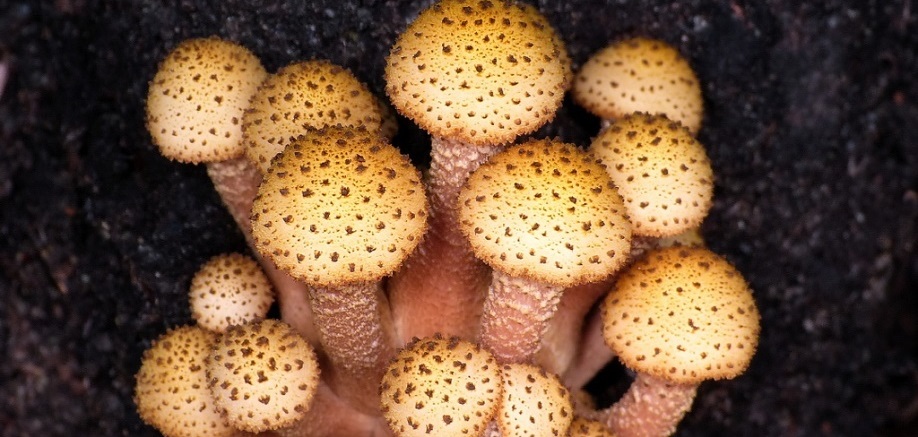 Murderous mushrooms from around the world