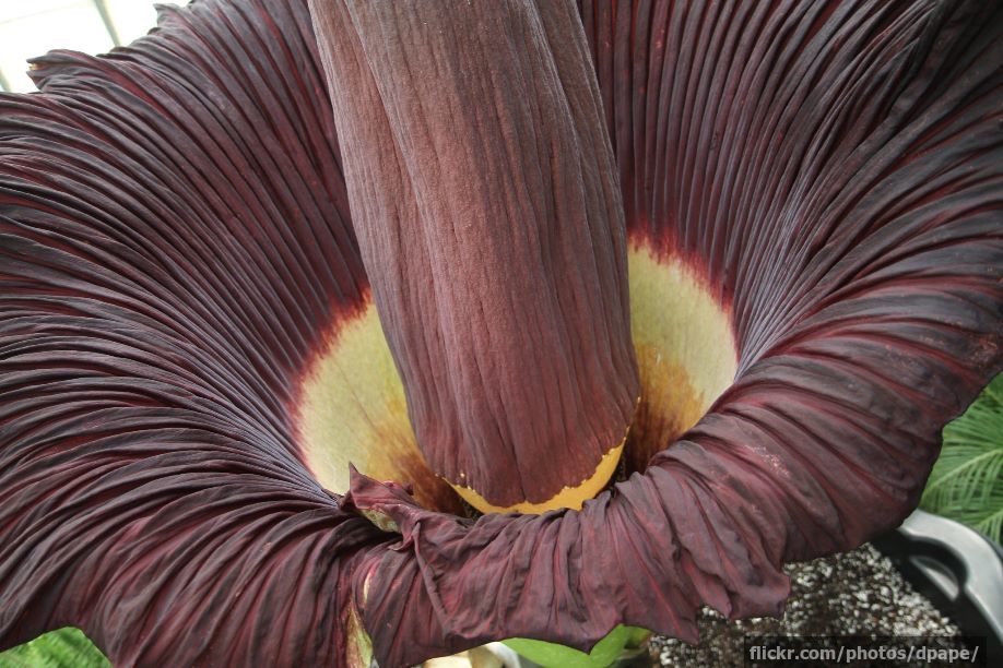 The corpse flower