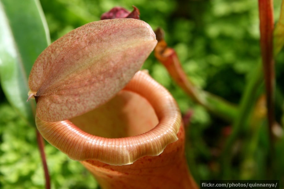 Tropical pitcher plant