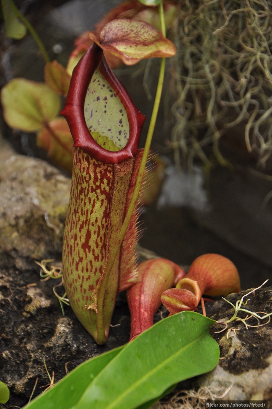 Tropical pitcher plant
