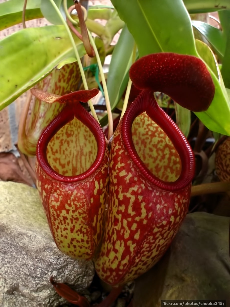 Tropical pitcher plants
