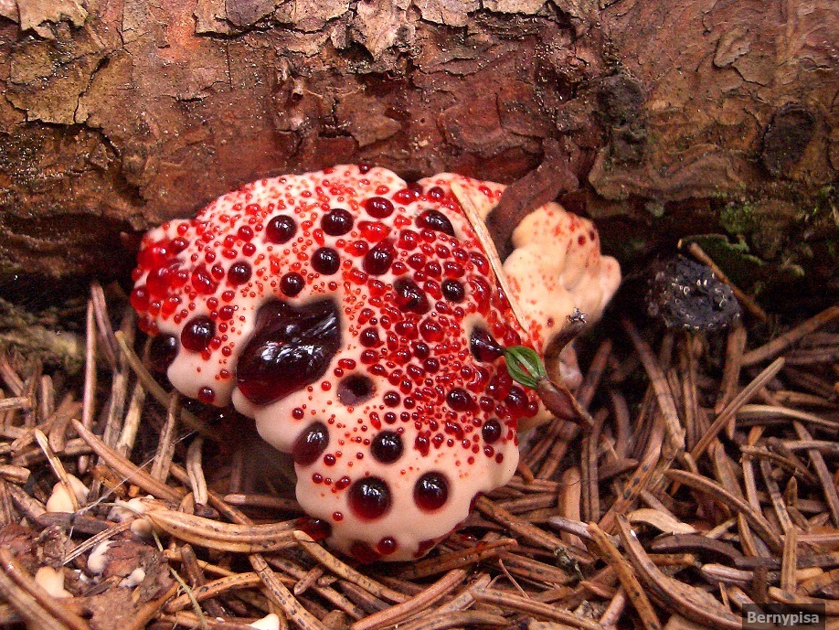 Bleeding tooth fungus