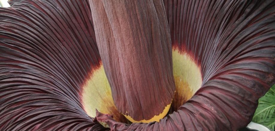 5 plants you probably wouldn’t want in your garden