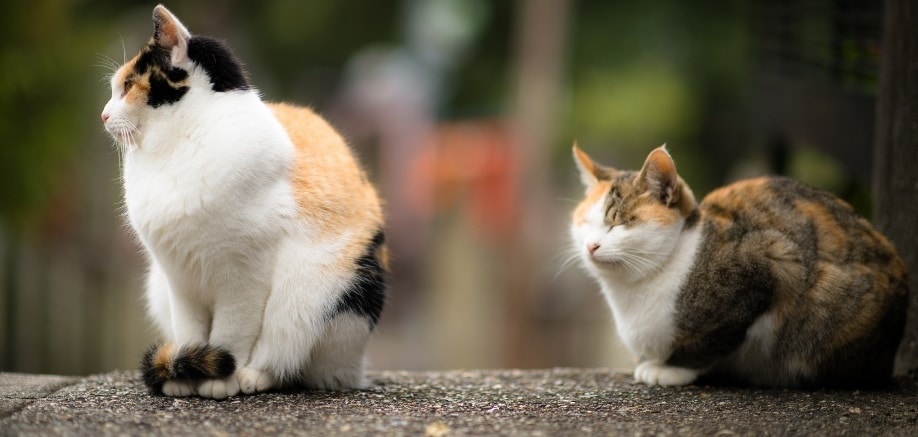 Tashirojima: The Japanese island that’s been taken over by cats