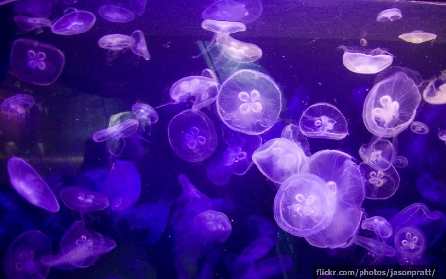 Lots of jellyfish