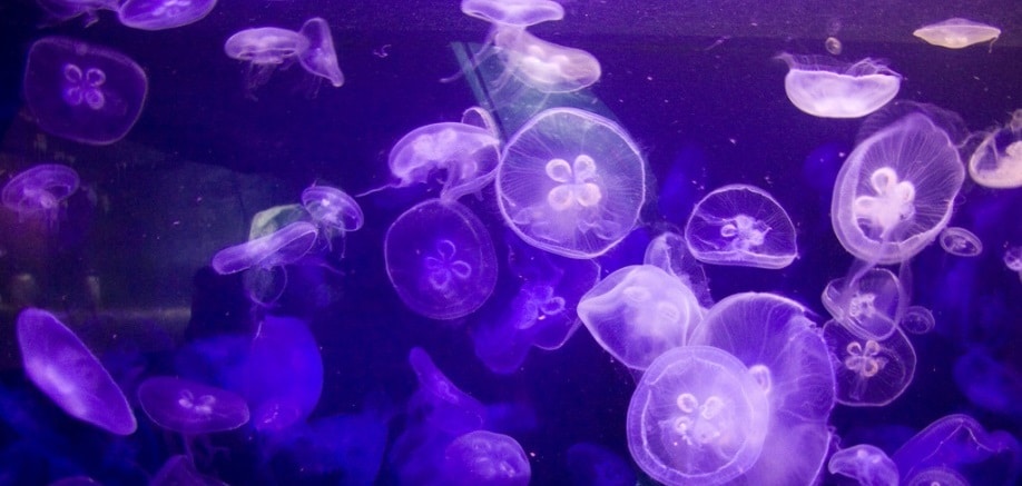 Jellyfish: The world’s wateriest animal