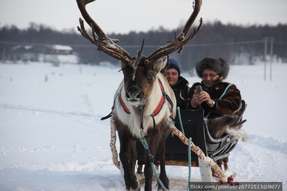 A reindeer pulling a sledge