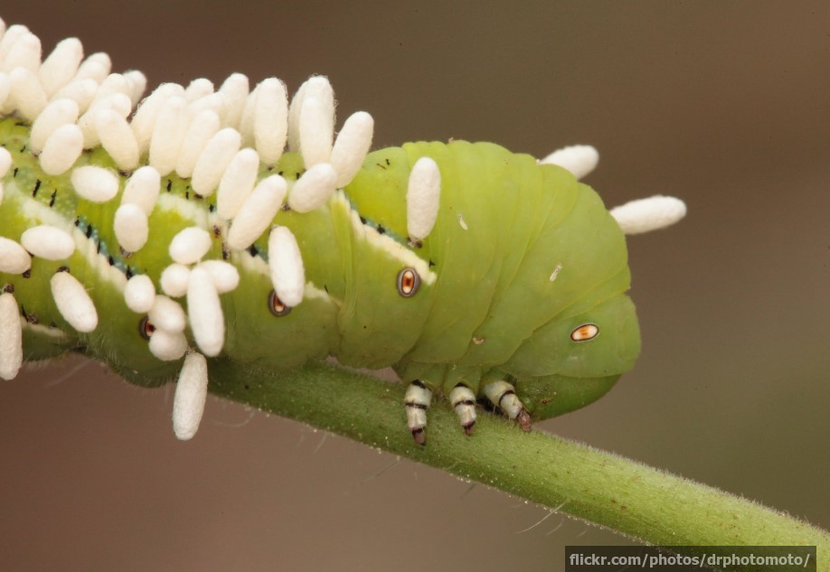 Hornworm covered in parasite eggs